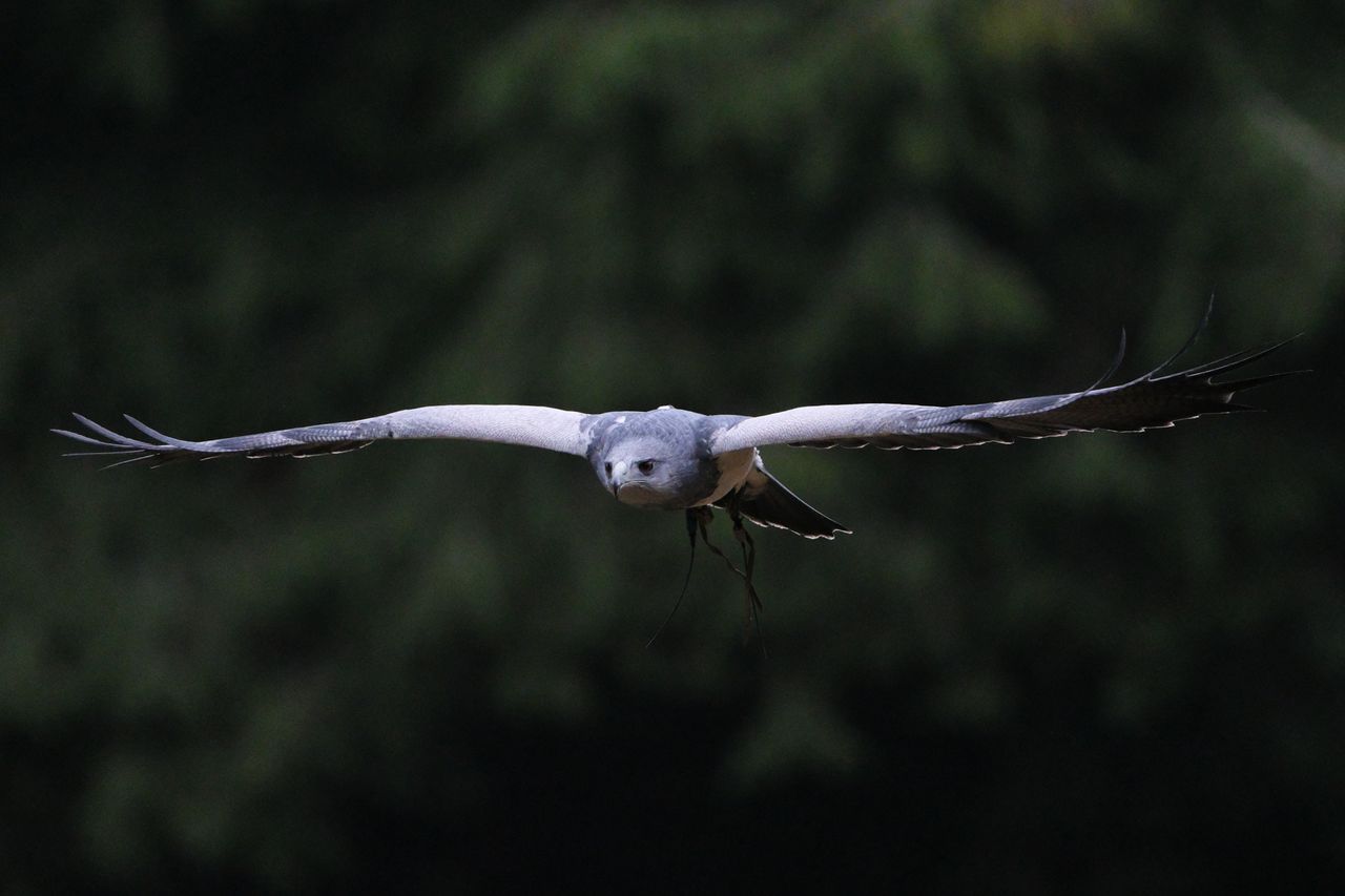 A photo of a bird of prey captured using a Fujifilm X-H2S and XF 400mm F4.5 R LM OIS WR telephoto lens
