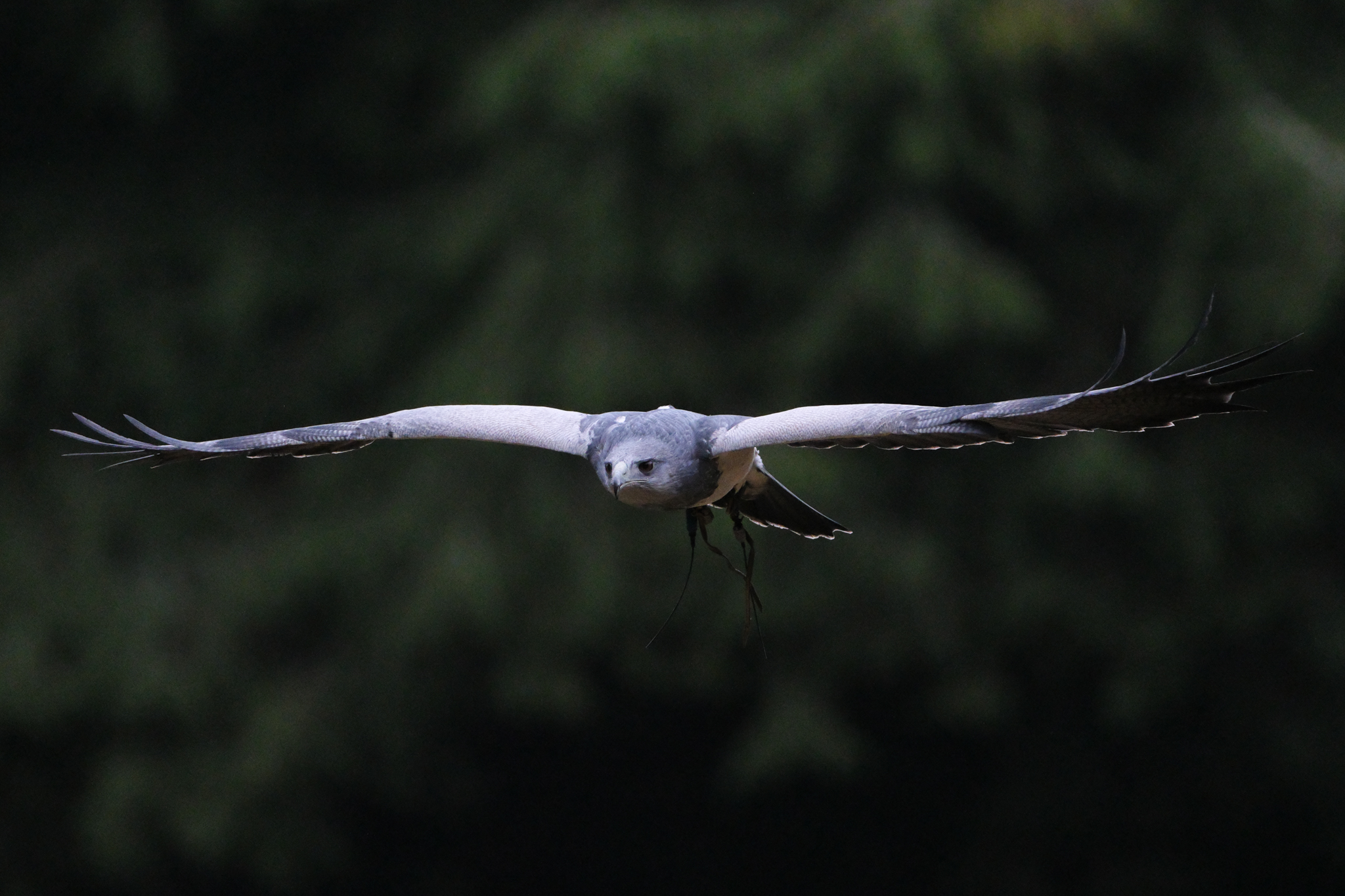 A photo of a bird of prey captured using a Fujifilm X-H2S and XF 400mm F4.5 R LM OIS WR telephoto lens