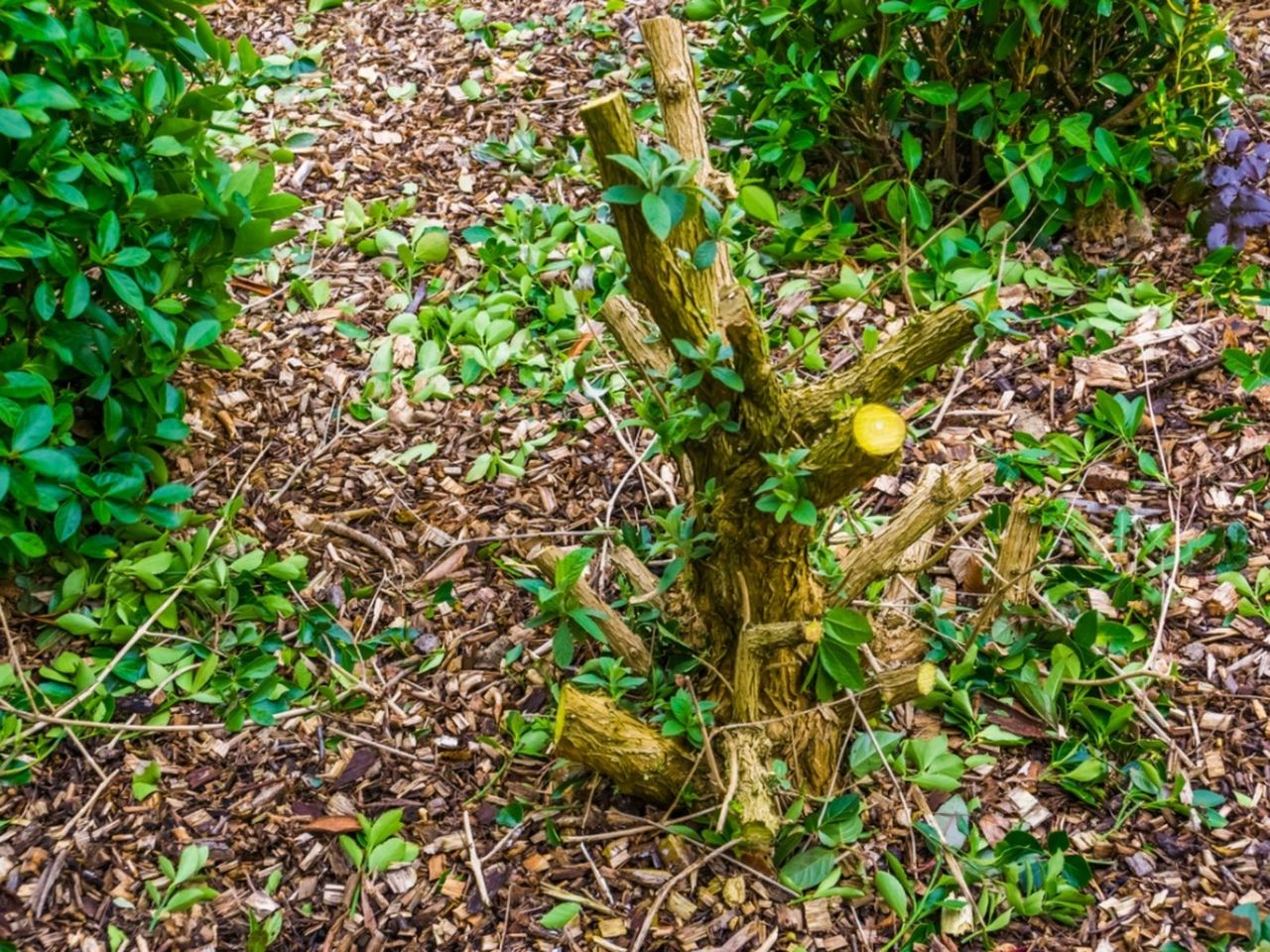 pruned butterfly bush