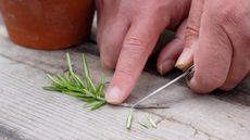 Preparing a rosemary softwood cutting by trimming the stem below a node