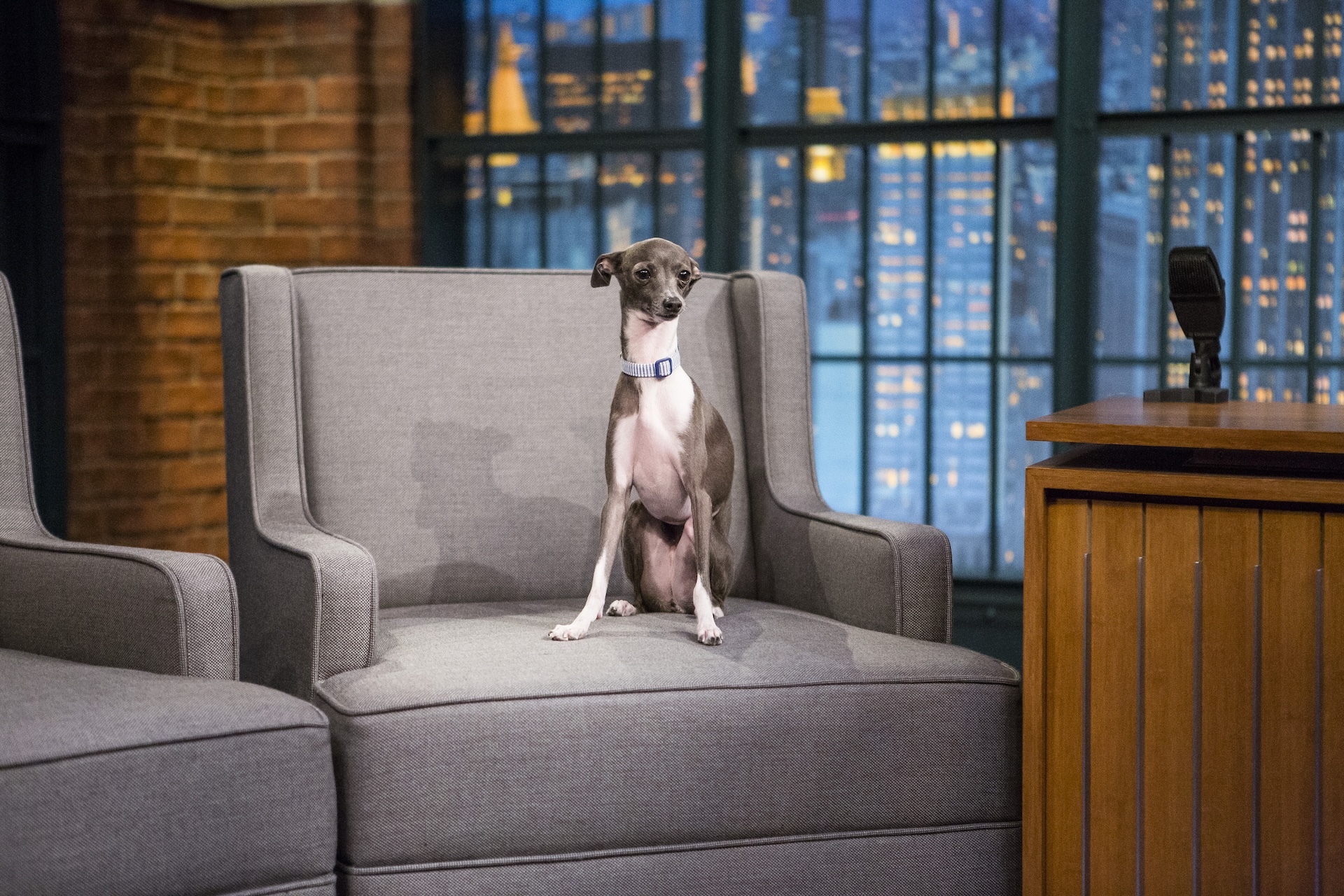 Italian Greyhound sat on a sofa