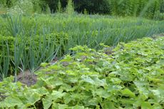 Rows Of Cucumber Plants And Other Plants In Garden