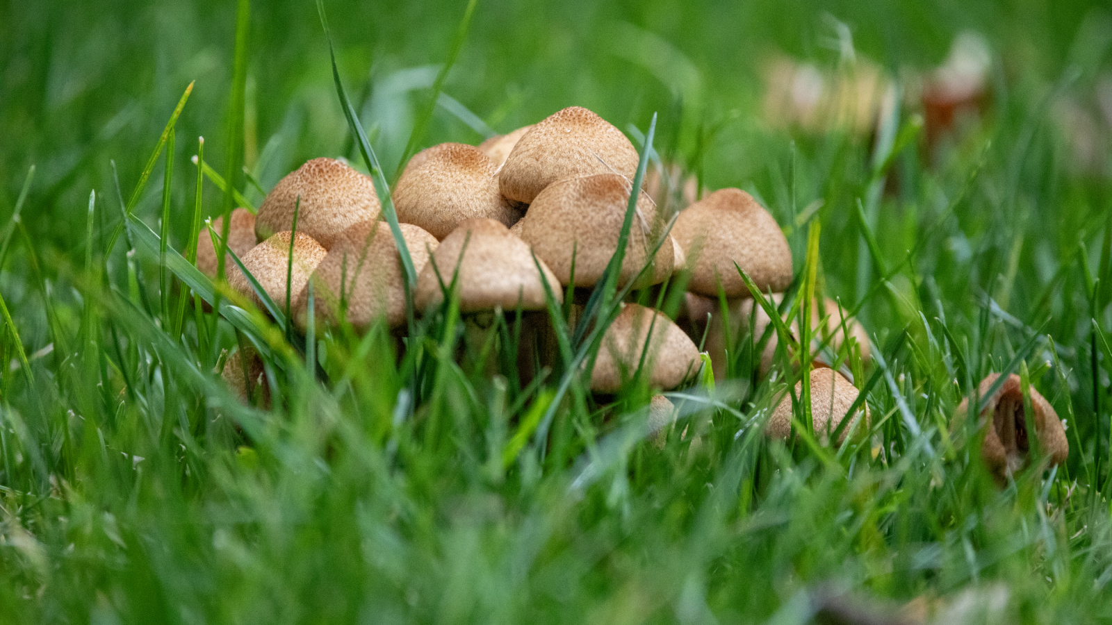 cluster of mushrooms in green lawn
