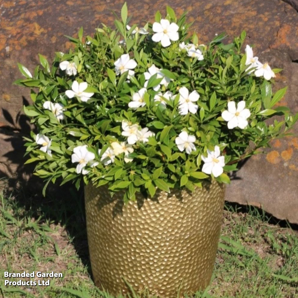 Gardenia 'sweetheart'