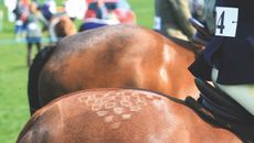 horse welfare showing