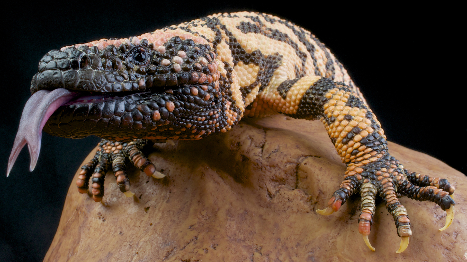 A photo of a gila monster with its tongue out