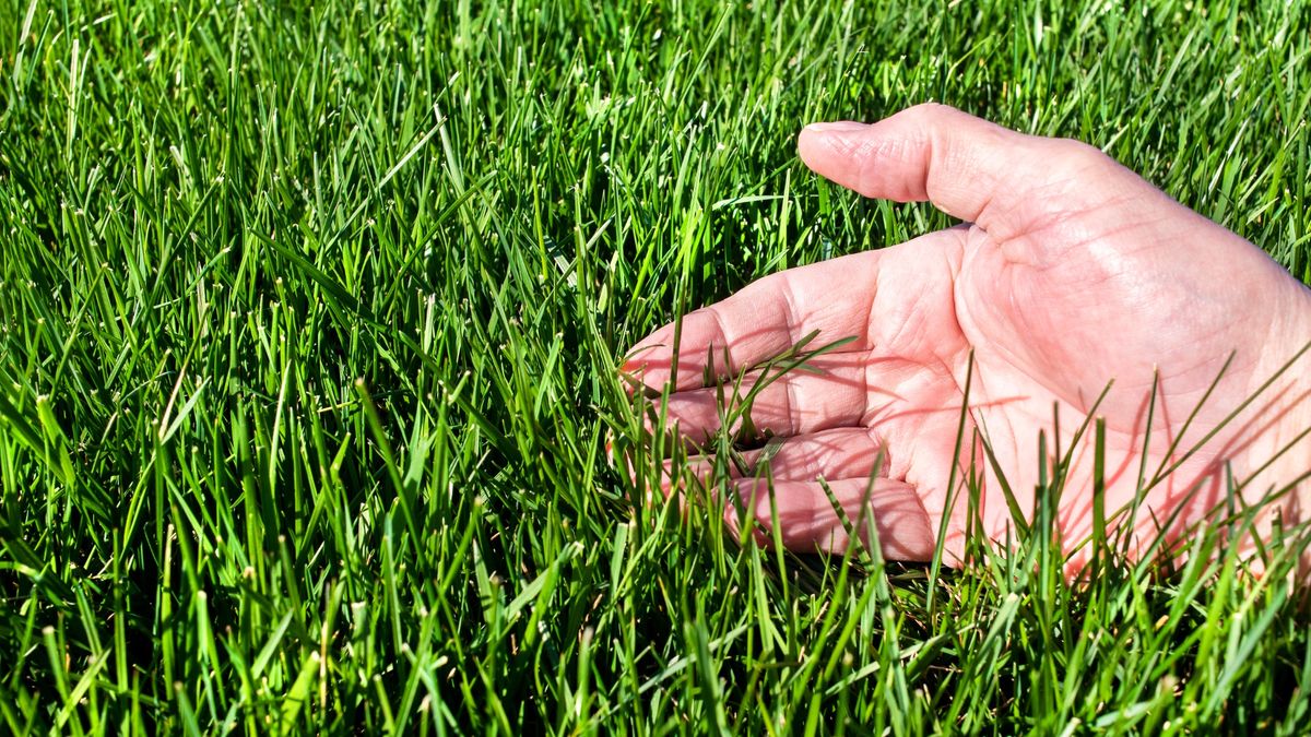 5 ways to improve your soil for a healthier lawn