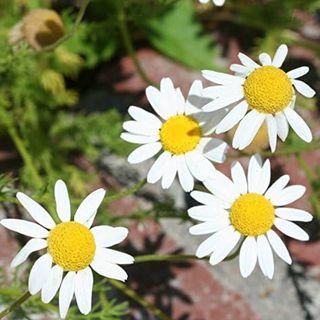 Chamomile plant