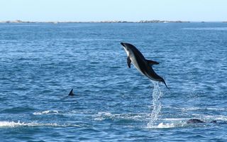 dusky dolphin jumping