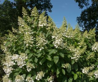 close up of Hydrangea paniculata 'Tardiva'