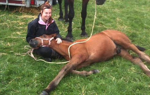 Cleveland bay foal Tranmire