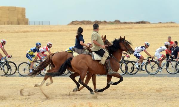 Horses race alongside the peloton