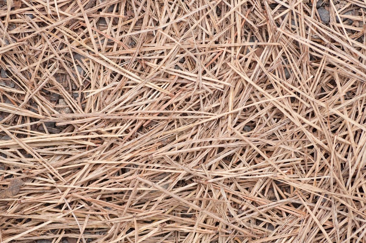 Pine Straw Mulch Uses Learn About Pine Straw Mulch Application Gardening Know How