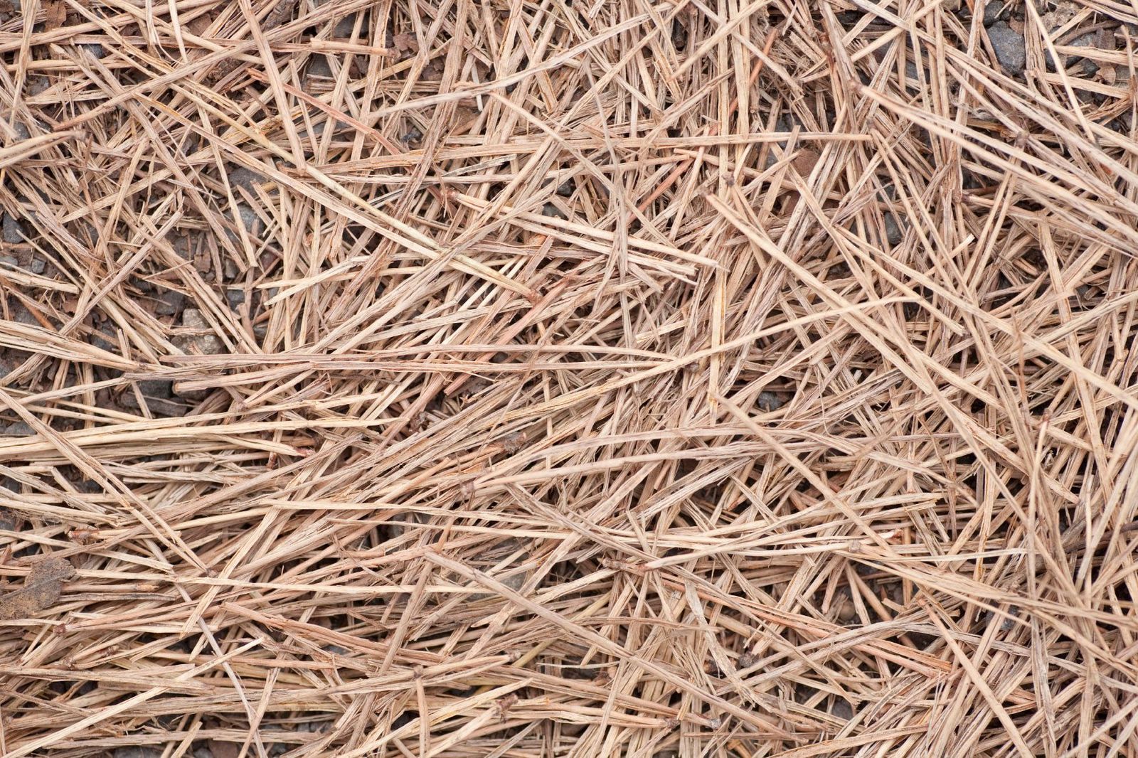 Pine Straw Mulch Uses Learn About Pine Straw Mulch Application