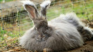 Angora rabbit very fluffy