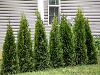 Juniper trees being used as a privacy wall