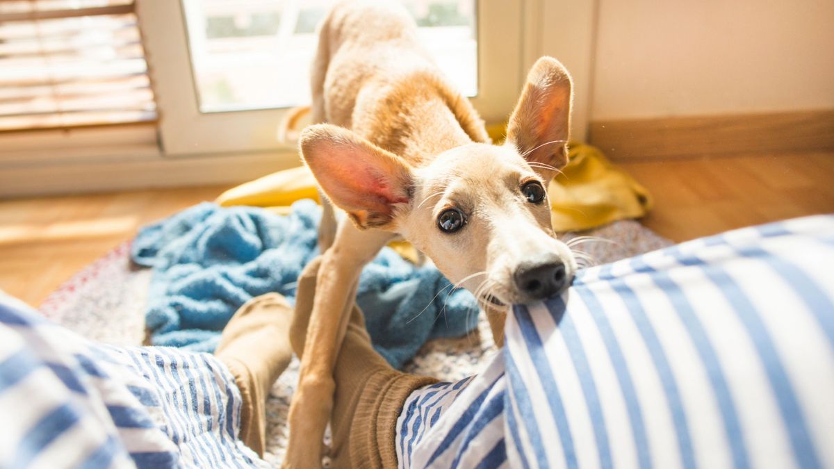 Dog biting on blue blanket