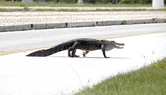 Astronauts Adopt Alligator as Mascot