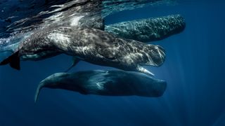 Pod of sperm whales swimming off the coast of São Miguel Azores.