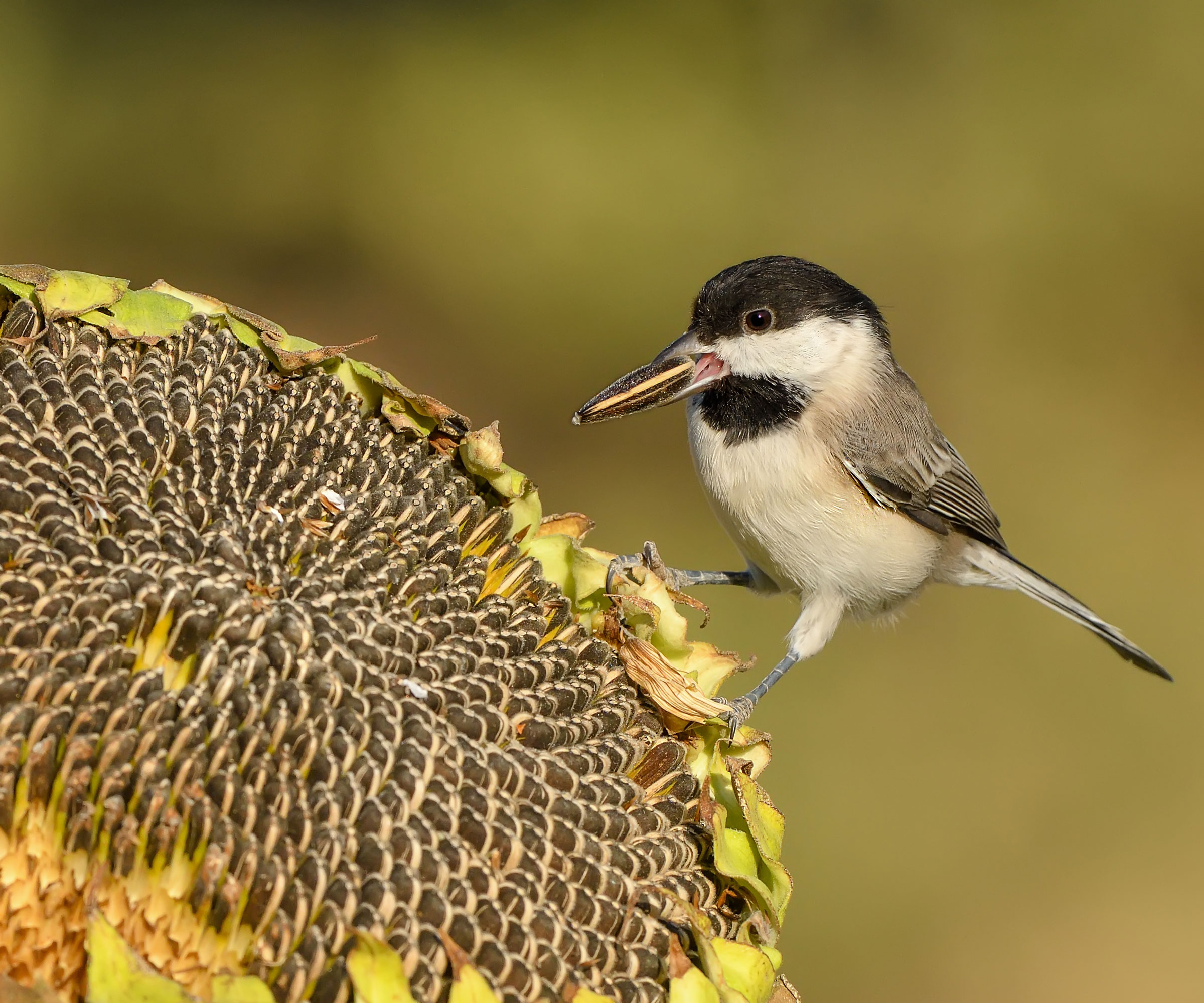 bird feeding on sunflower seed head