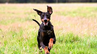 Doberman Pinscher running through a field