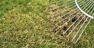 rake scarifying dry grass to avoid common lawn care mistake of raking wet grass
