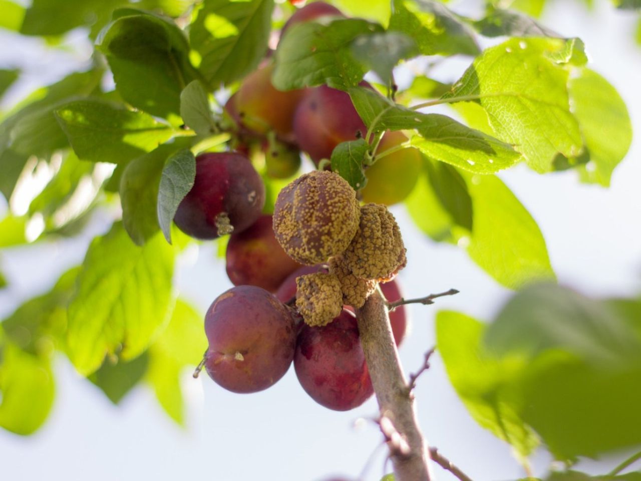 Diseased Plum Tree