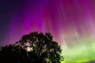 northern lights appear as ribbons of purple and green light across the sky, like curtains reaching down from the stars. Trees are silhouetted in the foreground of the image.