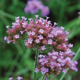 Verbena, Bonariensis