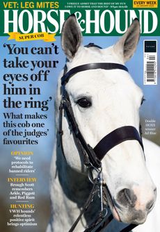 Cover of Horse and Hound, on sale Thursday 22 January, featuring the grey show cob Ad Blue