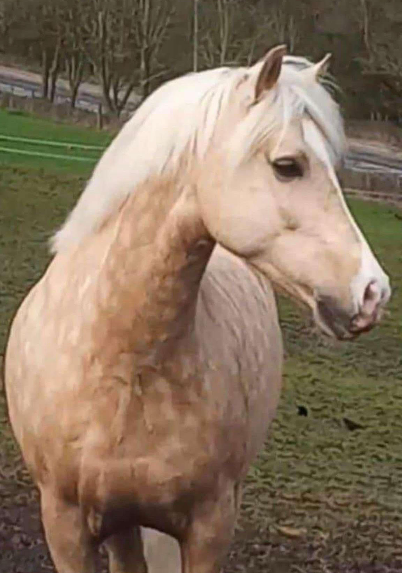 Loki2