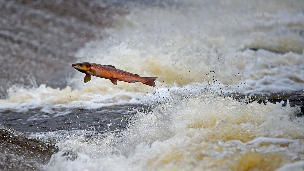 Why California Banned Salmon Fishing | The Week