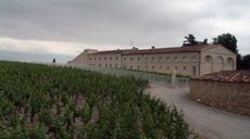 Chateau Mouton Rothschild