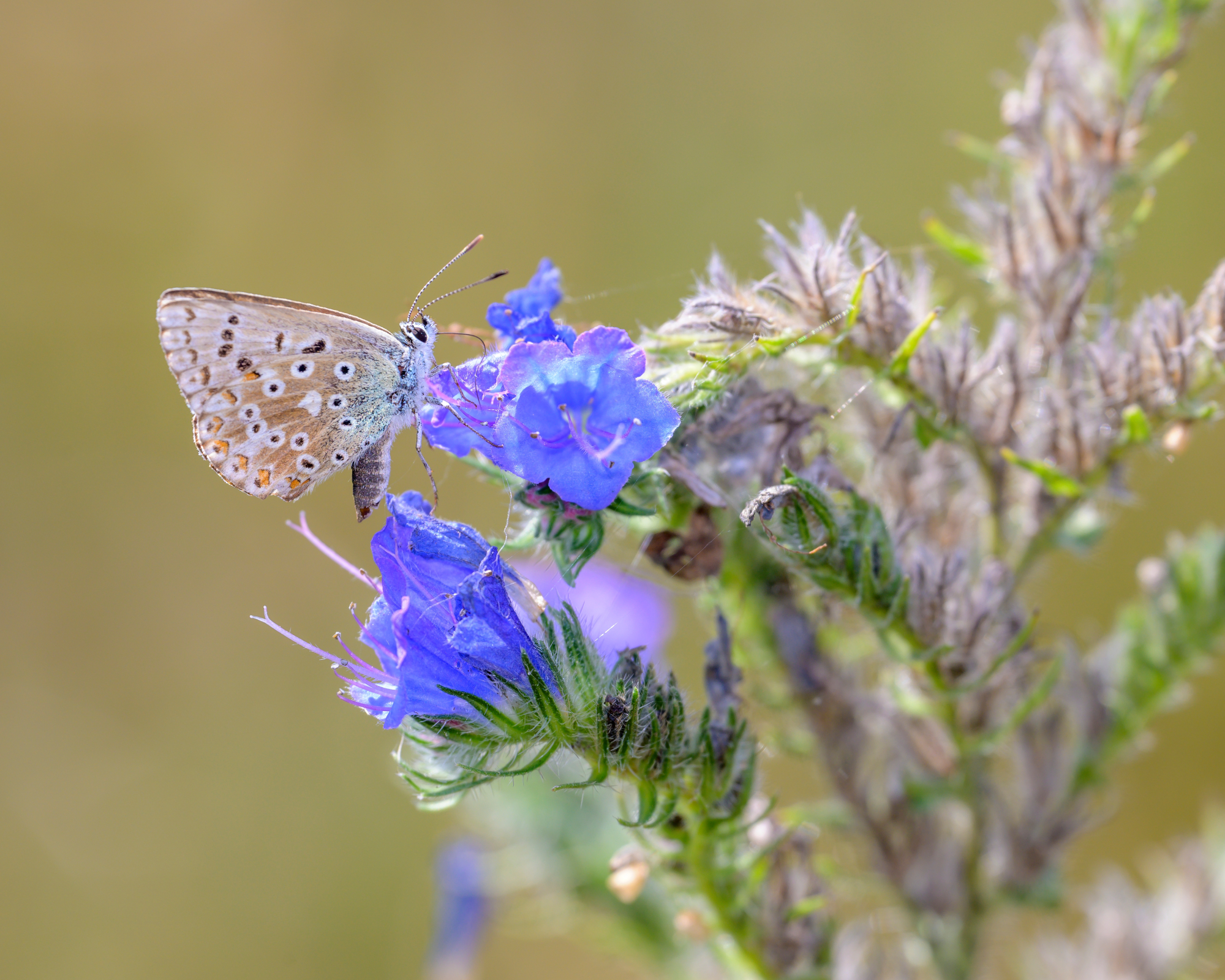 Chalkhill blue butterfly on viper's bugloss bloom