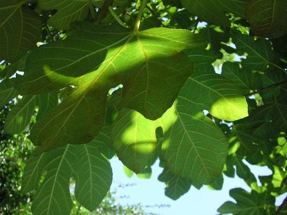 Fig Tree Leaves With No Fruits