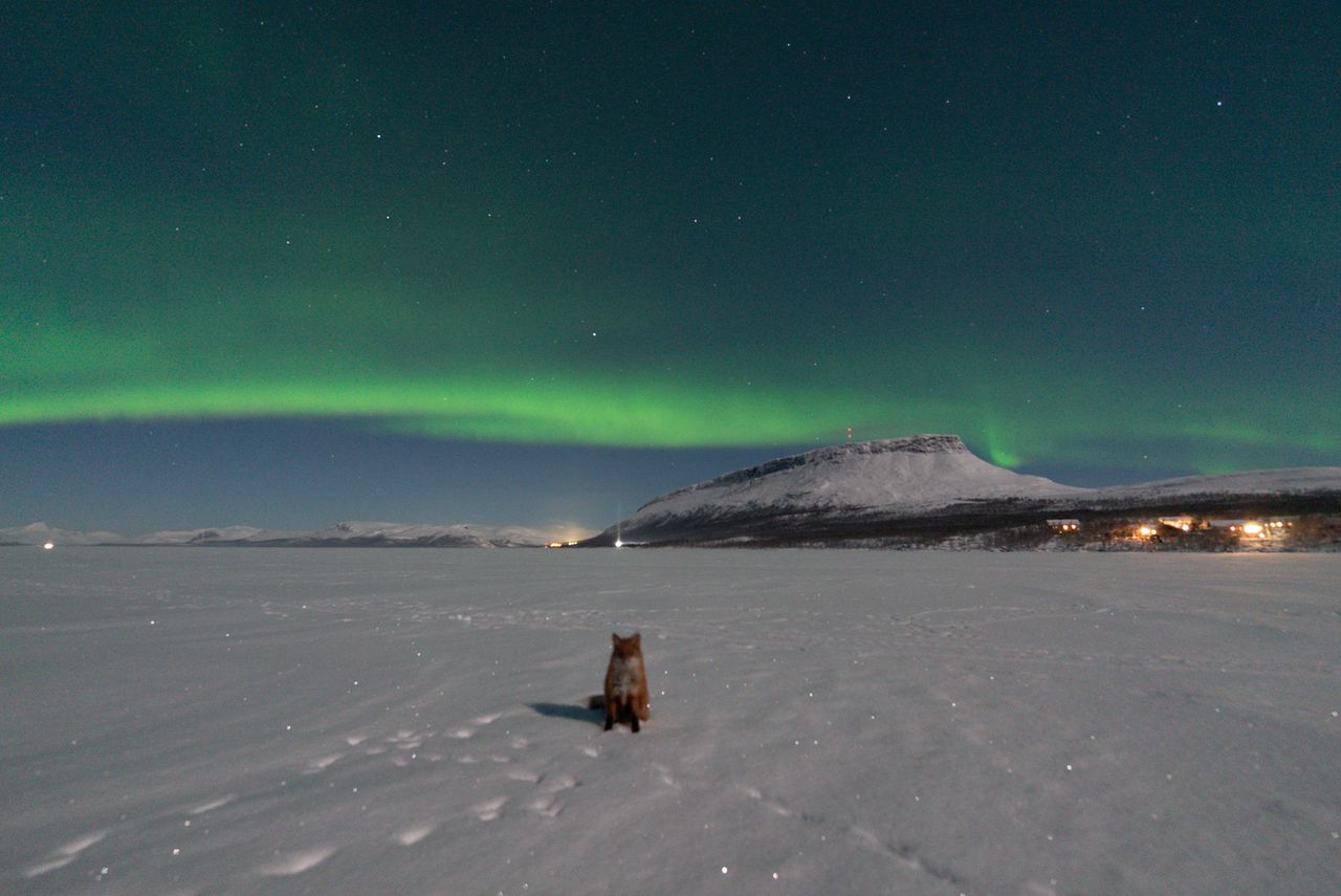 a fox is perfectly poised under a swirling ribbon of green light in the sky - the northern lights
