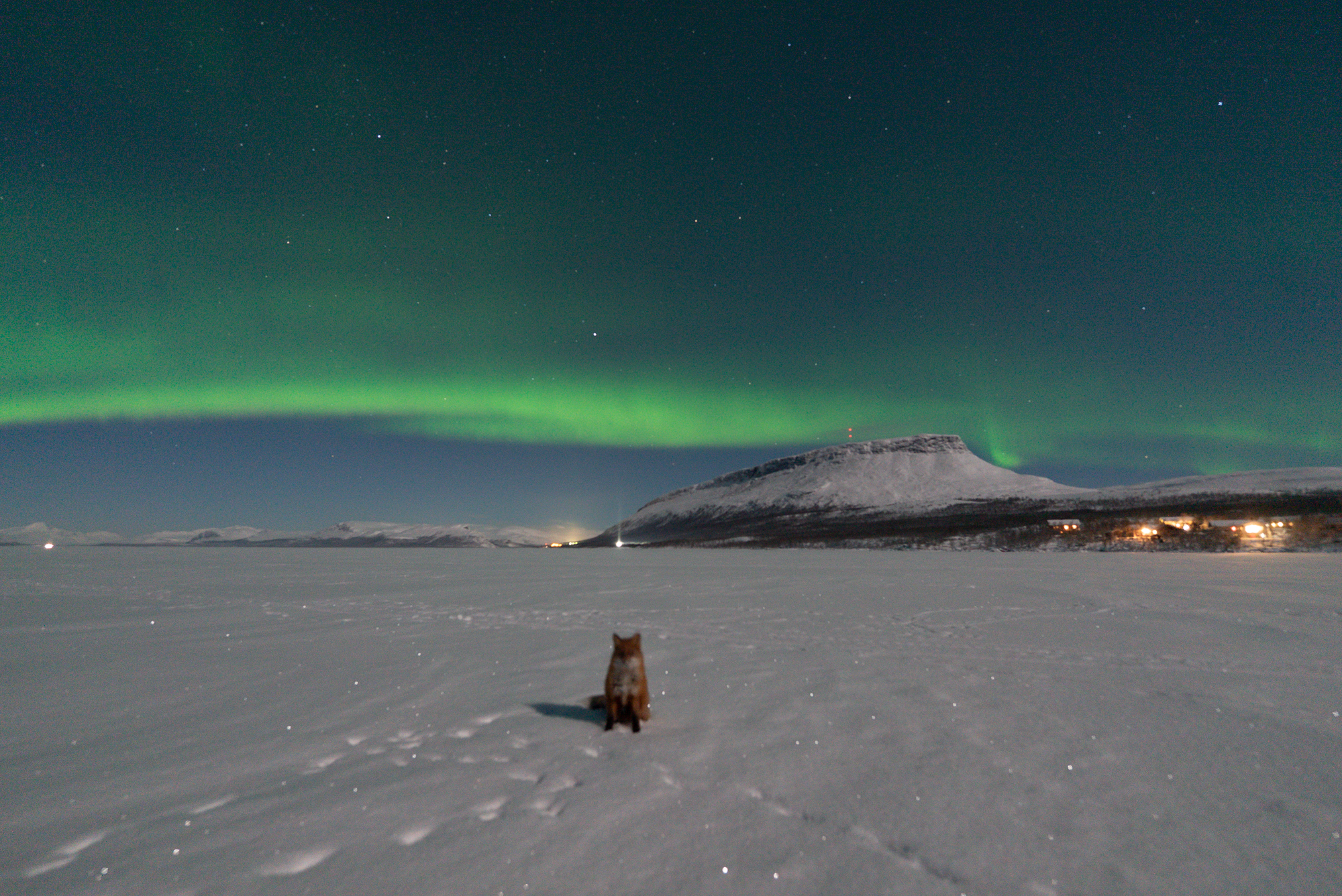 a fox is perfectly poised under a swirling ribbon of green light in the sky - the northern lights