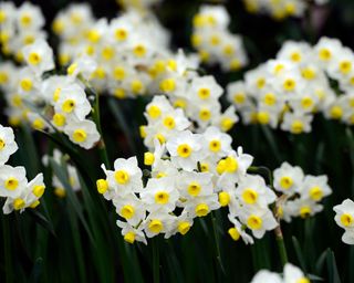 'Avalanche' daffodil flowers
