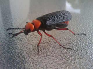 spanish fly, blister beetle.
