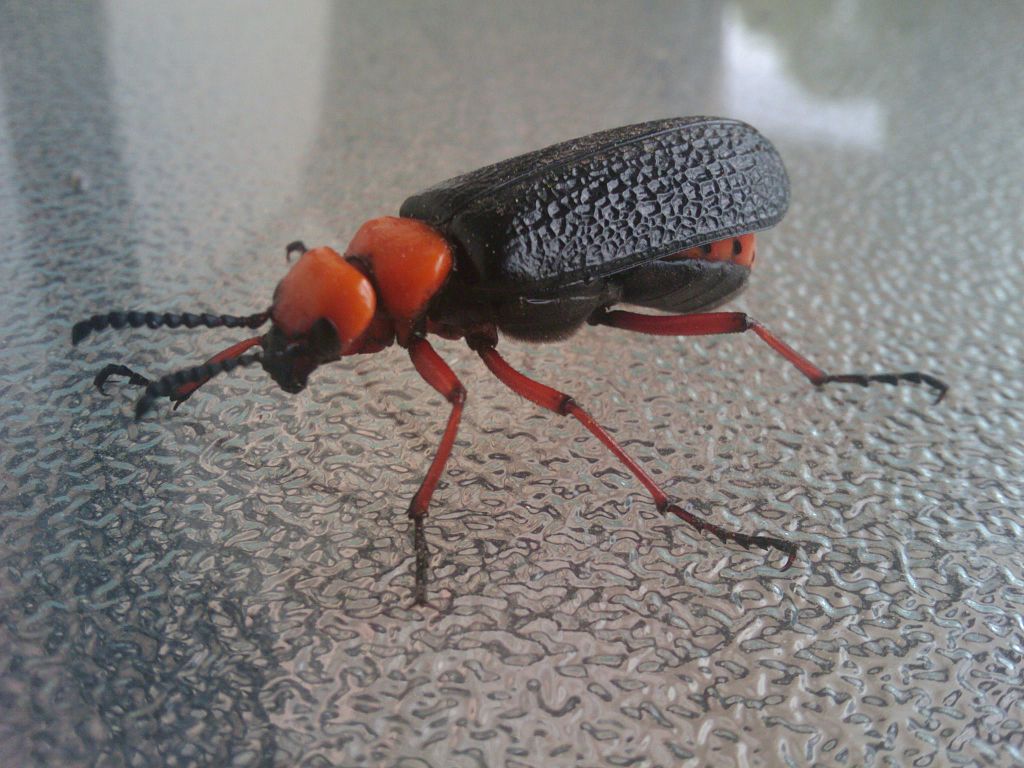 spanish fly, blister beetle.