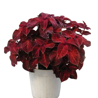 Outsidepride 200 Coleus Wizard Velvet Red Plant Seeds