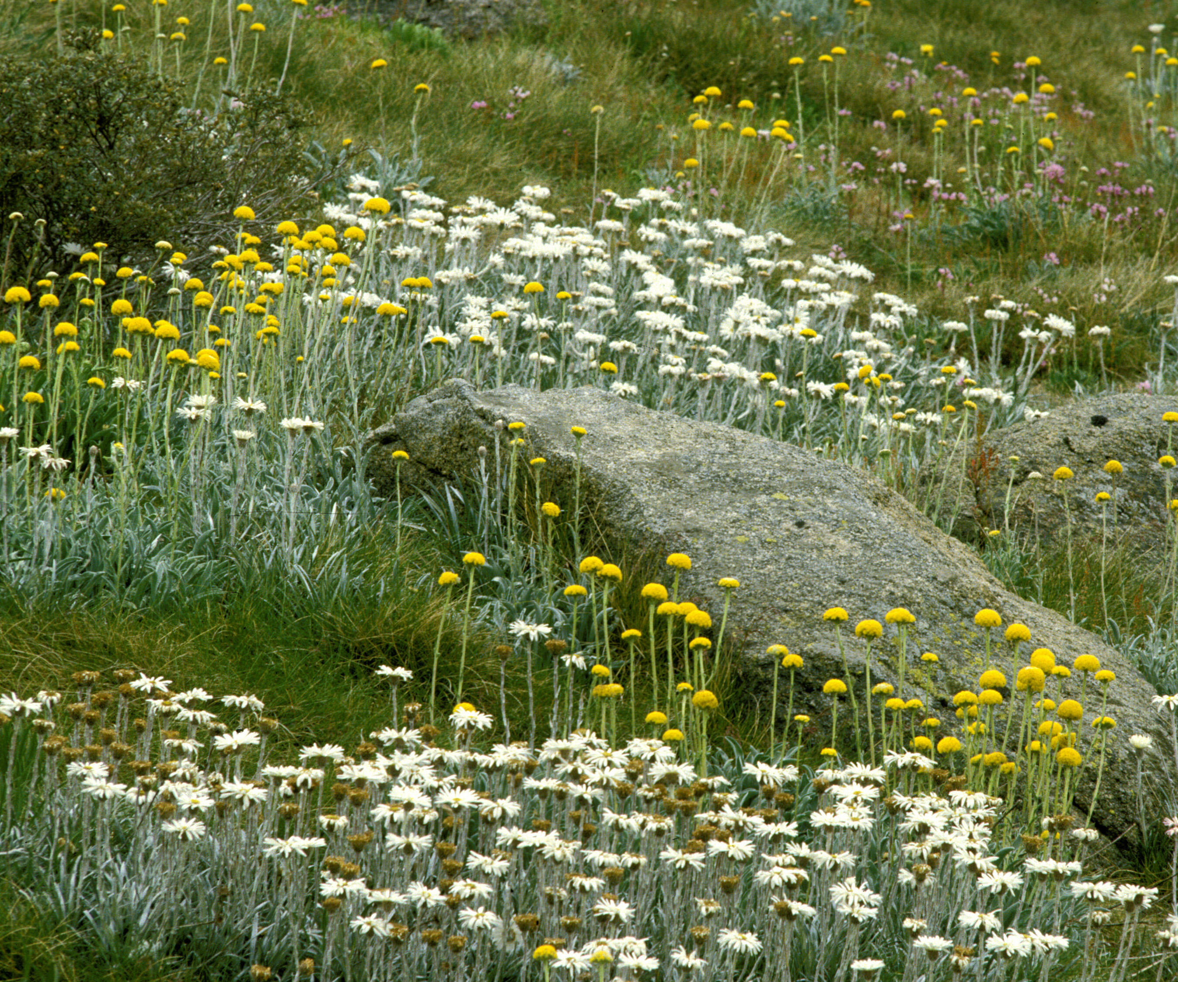 Silver snow daisies and Billy Buttons growing wild