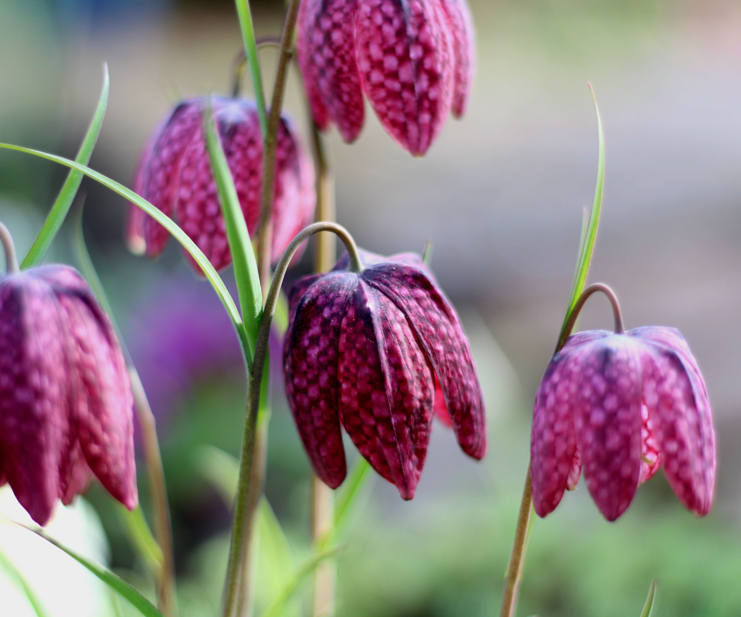 purple snake&#039;s head fritillary flowers