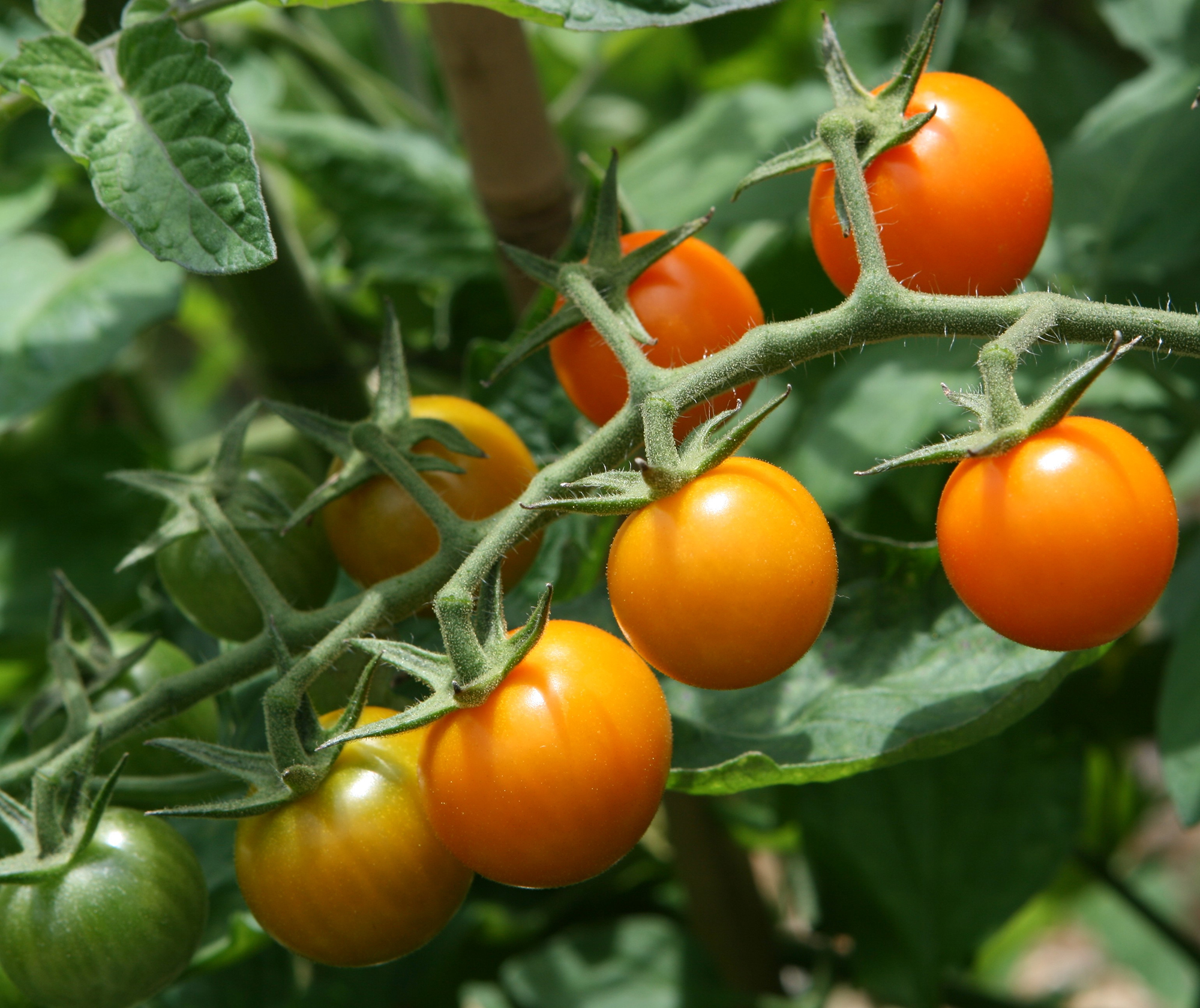 Sun Gold cherry tomatoes