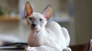 Cornish Rex