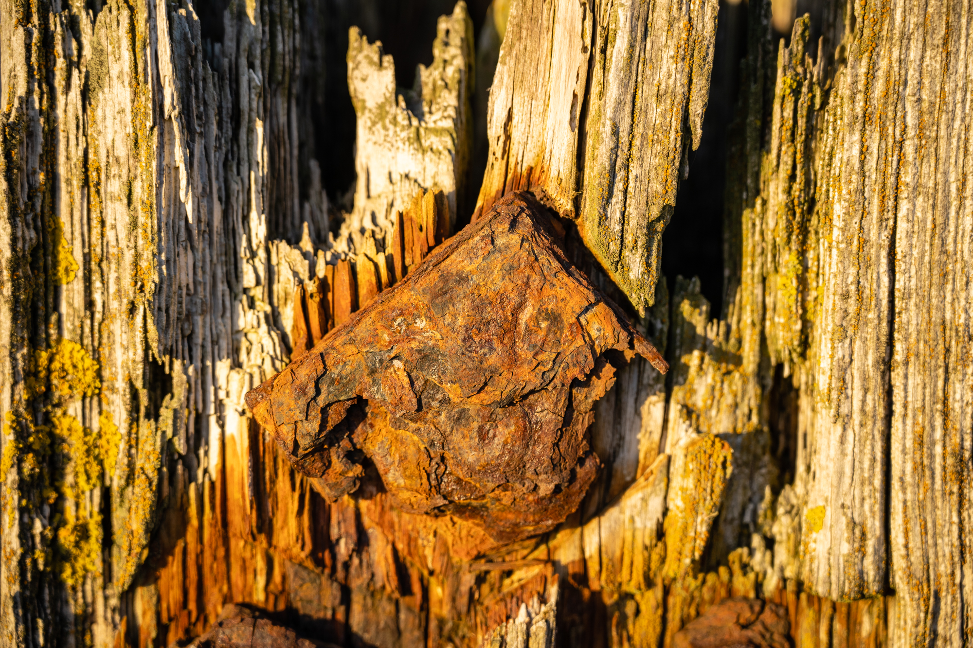 Sony FE 20-70mm F4 G lens sample image close up of rusted metal