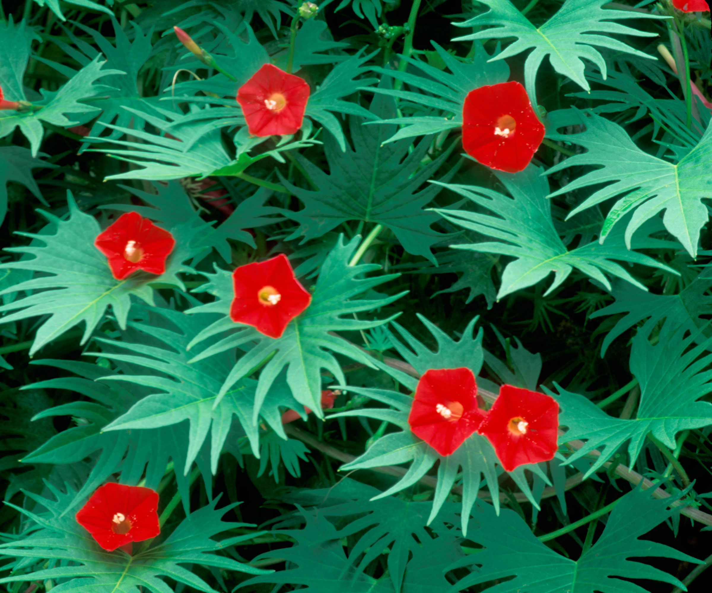 cardinal climber plant with forked foliage and bright red flowers