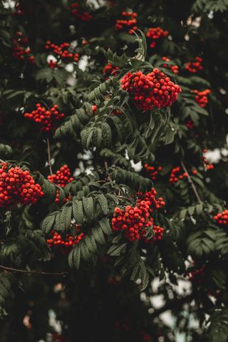 rowan tree covered in red berries
