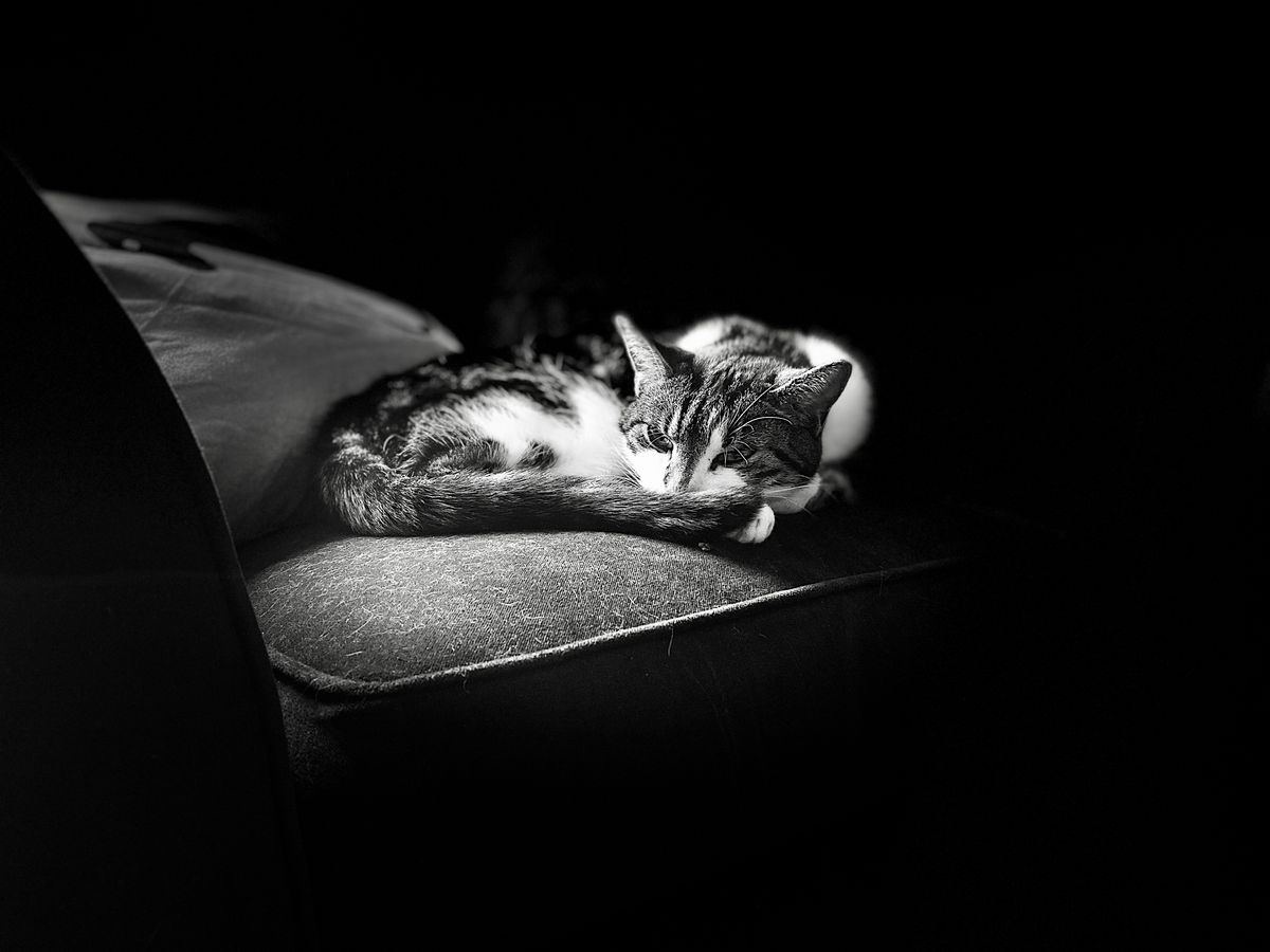 iPhone 11 camera