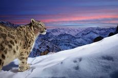 Snow leopard in a mountain setting.